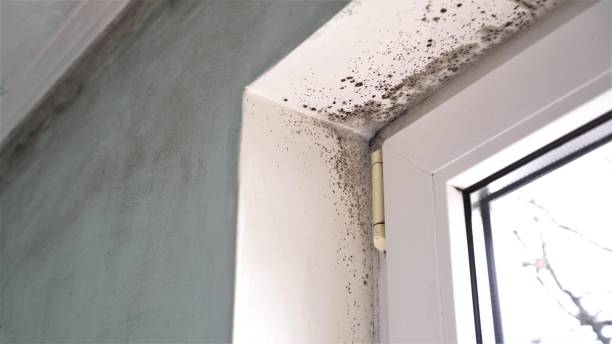 Best Industrial Mold Remediation  in Maplewood, MO